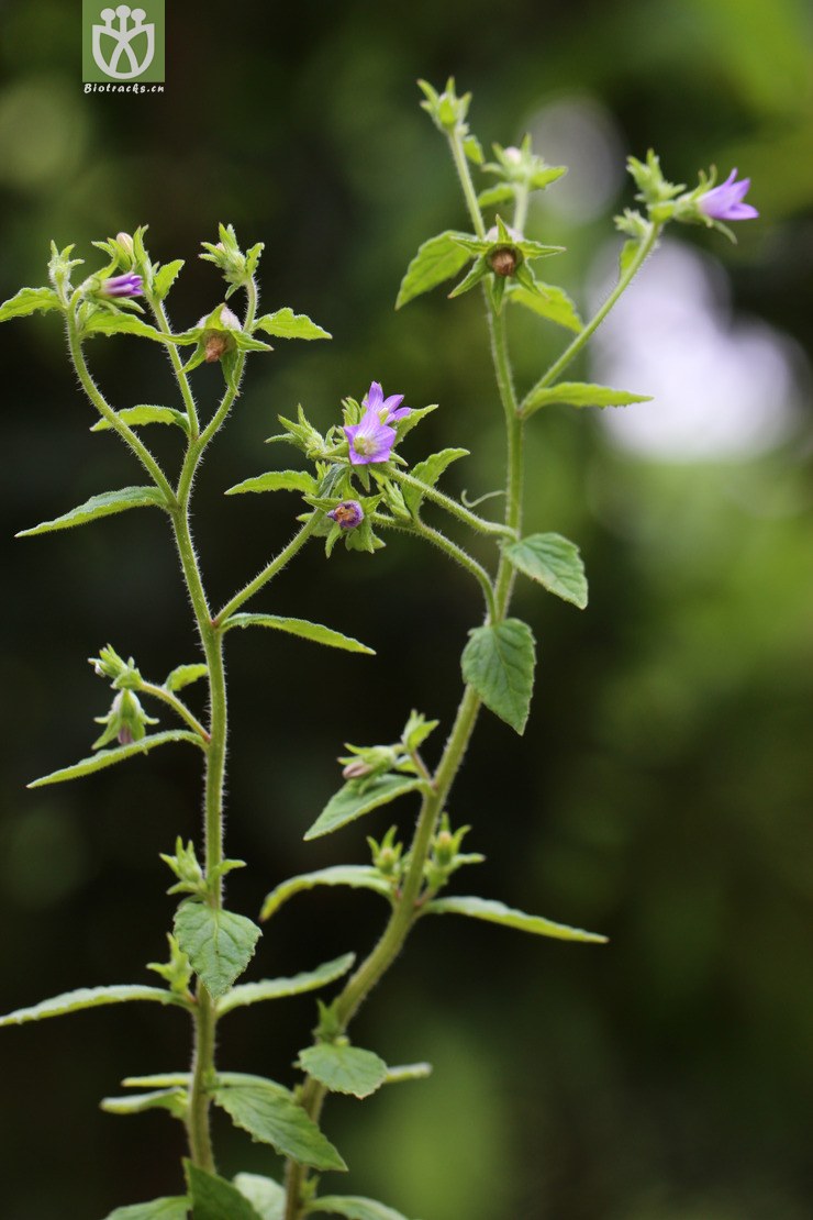 西南风铃草(campanula colorata) (3).