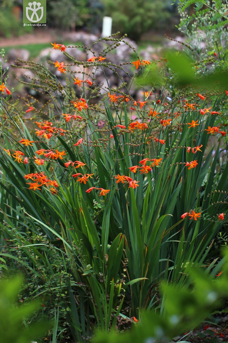 雄黄兰(crocosmia crocosmiflora) (3).