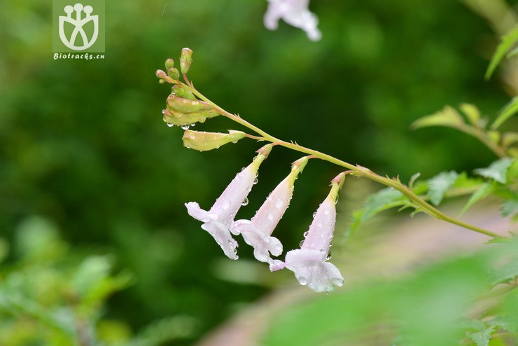 图片信息-kingdonia-植物云数据