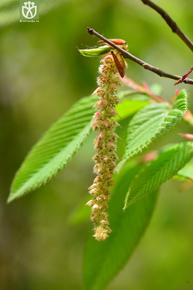 图片信息-kingdonia-植物云数据