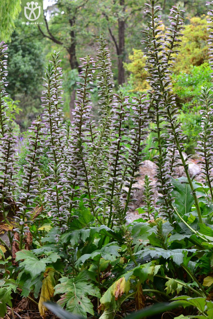 蛤蟆花(acanthus mollis) (0).jpg 相邻时间拍摄的照片      张