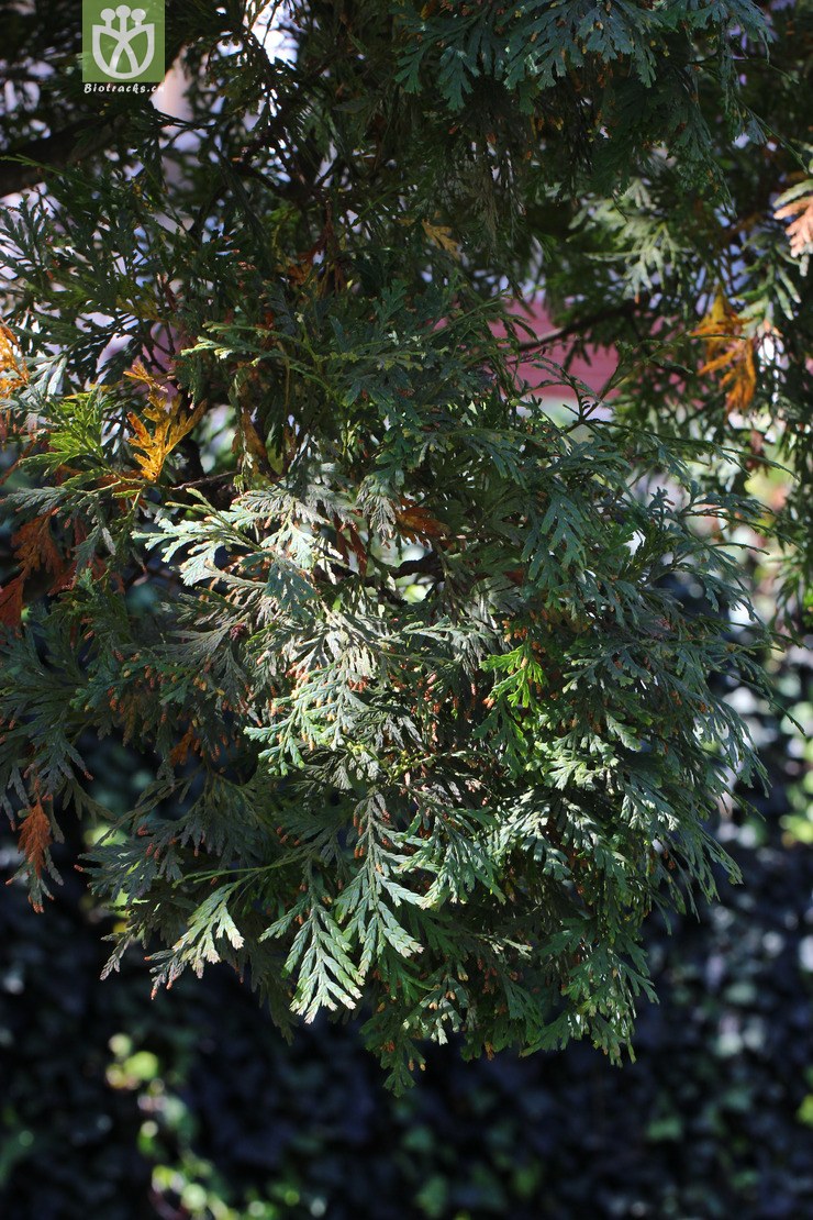 福建柏(fokienia hodginsii) (10).jpg 相邻时间拍摄的照片      张