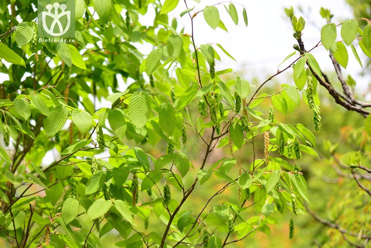 千金榆(carpinus cordata) (3).jpg 相邻时间拍摄的照片      张