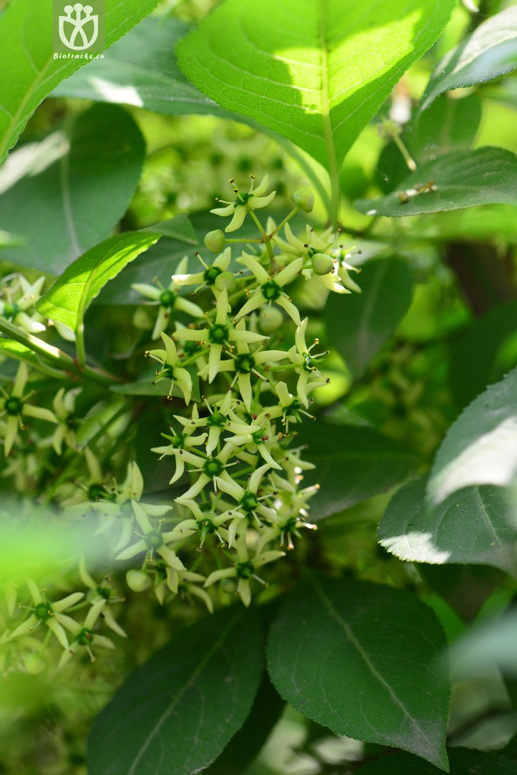 栓翅卫矛(euonymus phellomanus) (7).