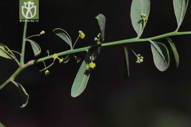 沙针(osyris quadripartita) (0).jpg 相邻时间拍摄的照片     张