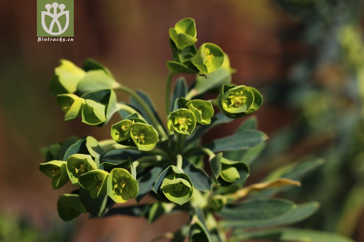 常绿大戟 (2).jpg 相邻时间拍摄的照片      张