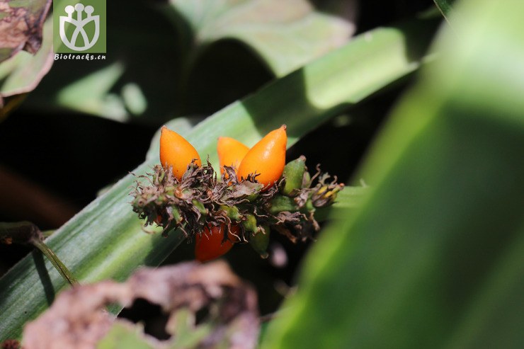 长梗开口箭(campylandra longipedunculata) (5).
