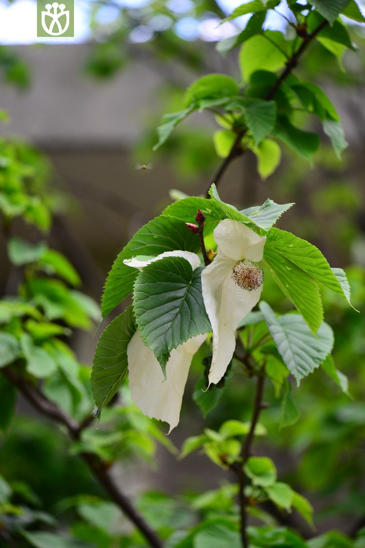光叶珙桐(davidia involucrata var. vilmoriniana) (17).