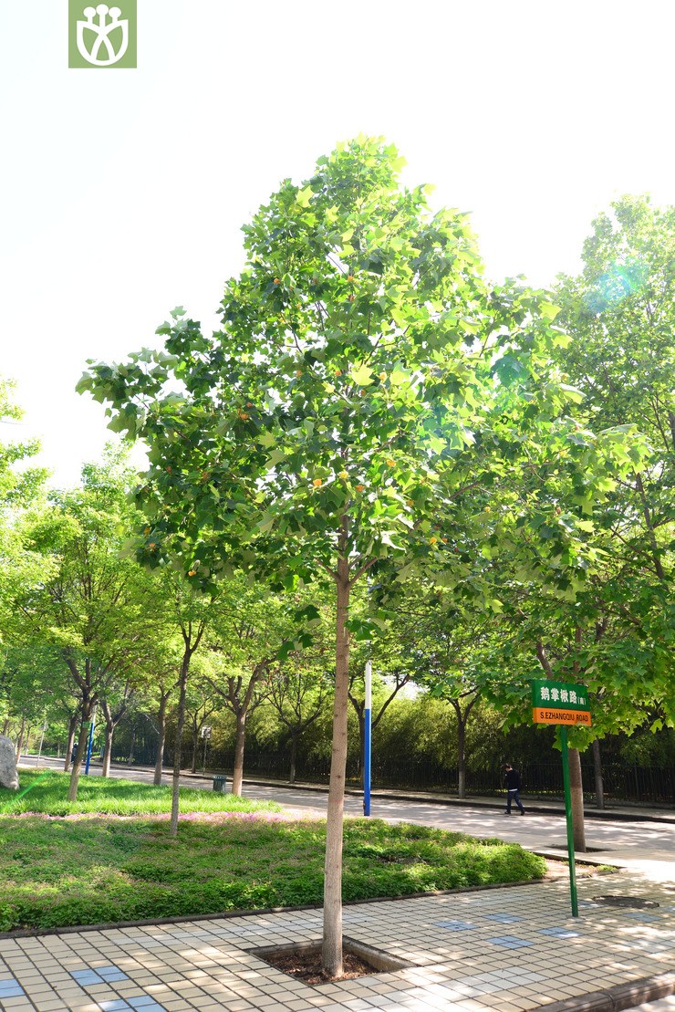 图片信息-kingdonia-植物云数据