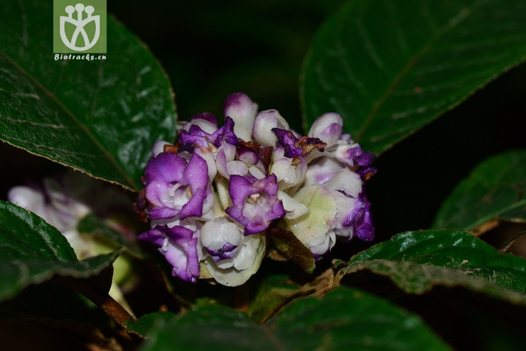 蛛毛苣苔(paraboea sinensis) (1).jpg 相邻时间拍摄的照片      张