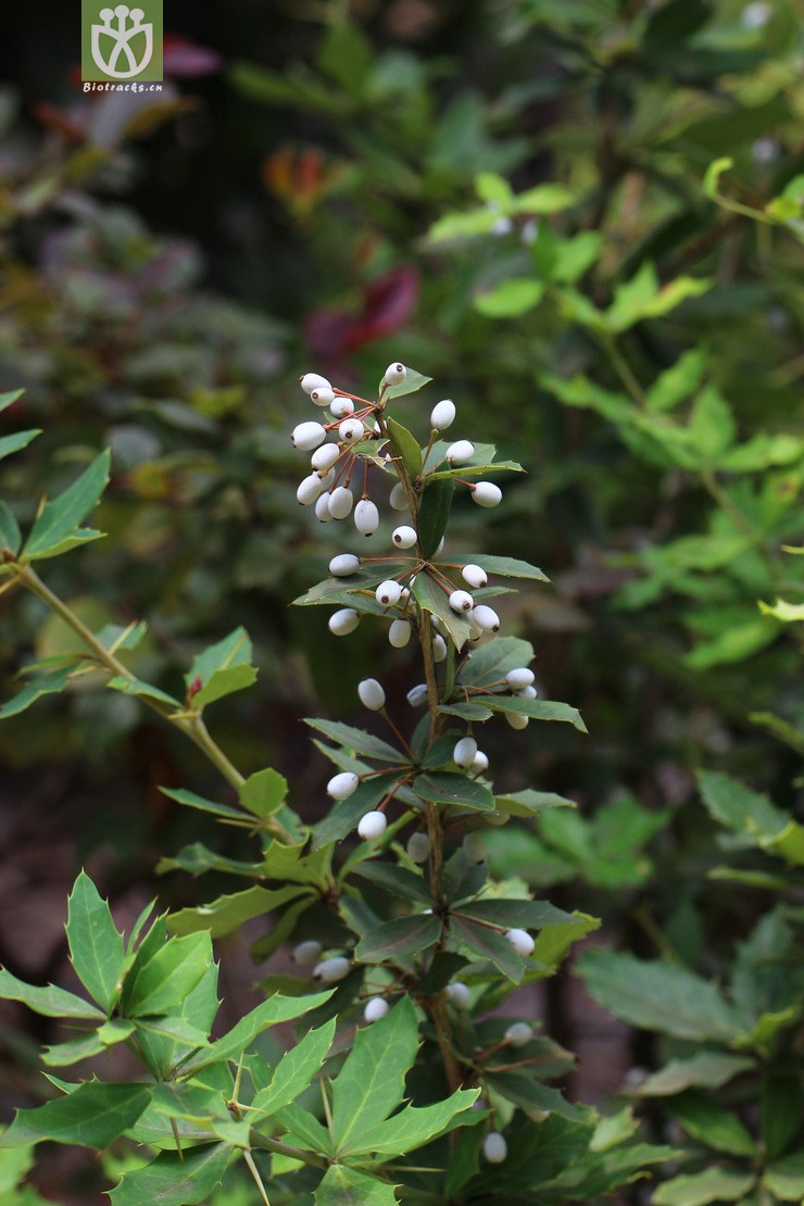 45% 粉叶小檗(berberis pruinosa) (0).