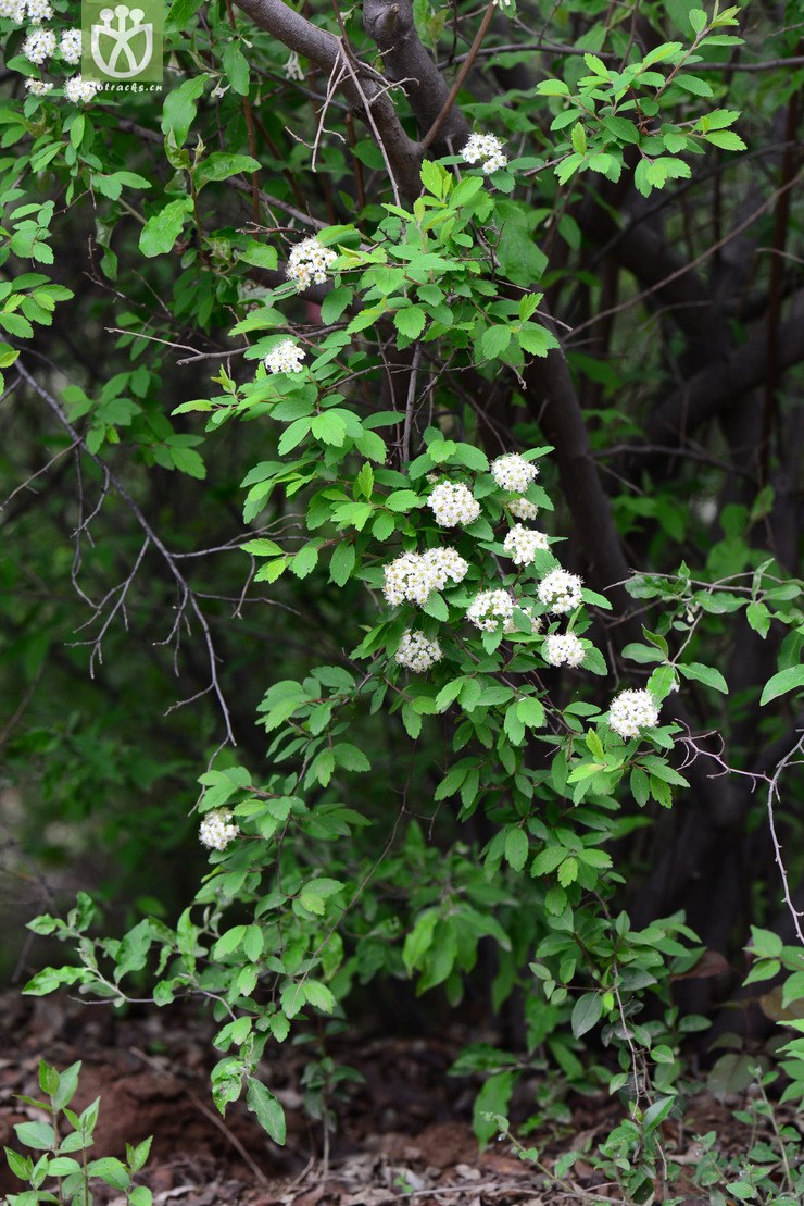 土庄绣线菊(spiraea pubescens) (4).jpg 相邻时间拍摄的照片      张
