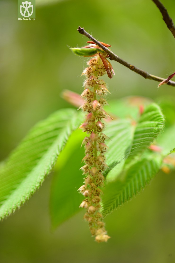 图片信息-kingdonia-植物云数据