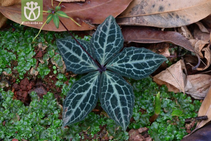 禄劝花叶重楼(paris luquanensis) (9).