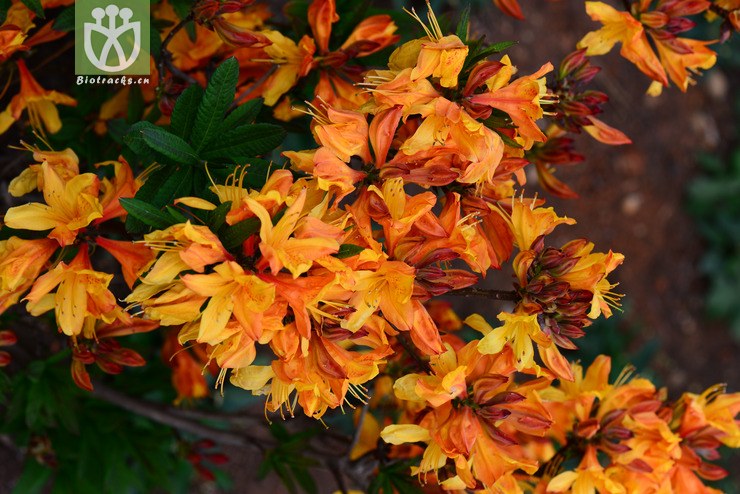 羊踯躅(rhododendron molle) (7).jpg 相邻时间拍摄的照片      张