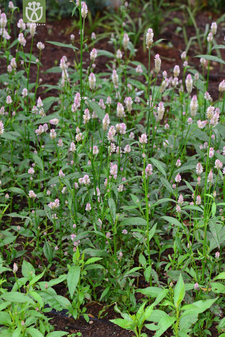 青葙(celosia argentea) (2).jpg 相邻时间拍摄的照片      张