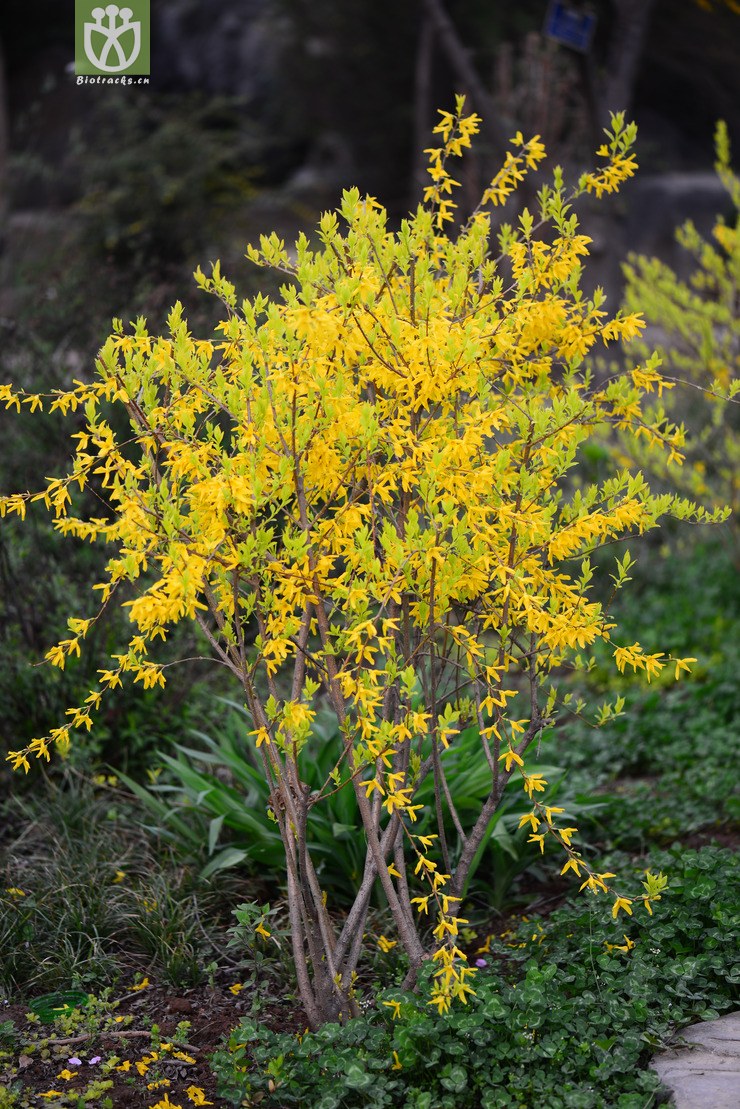 连翘(forsythia suspensa) (0).jpg 相邻时间拍摄的照片      张