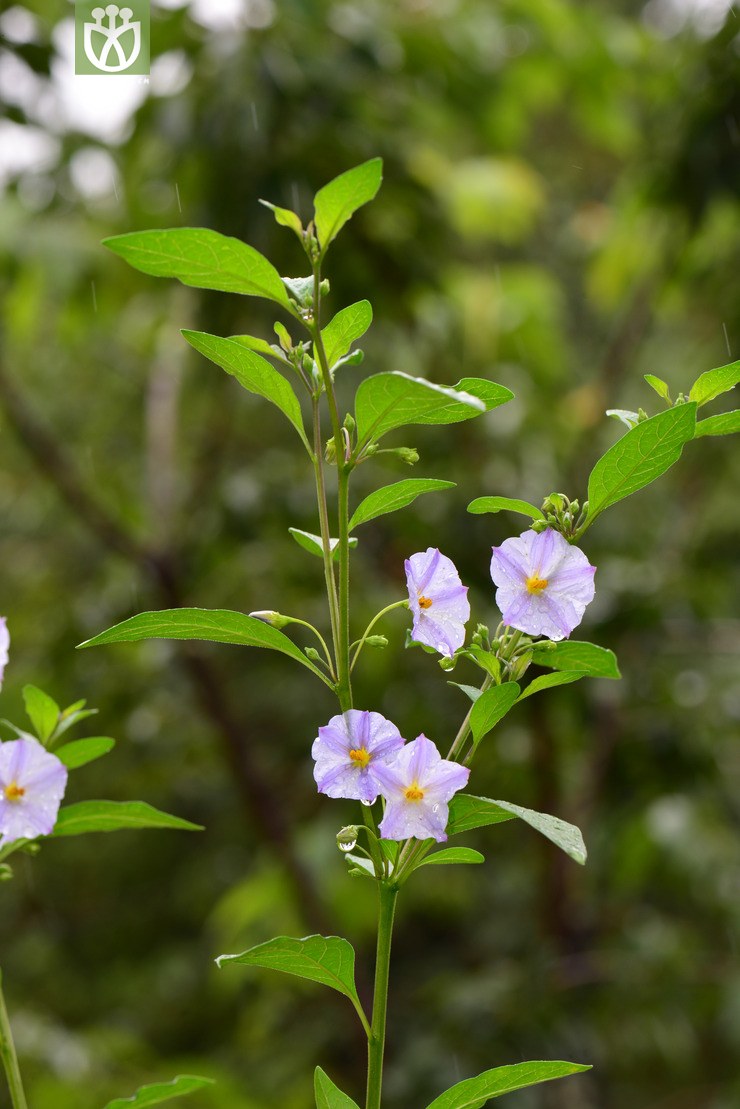 lycianthes rantonnei蓝花茄 (7).jpg 相邻时间拍摄的照片      张