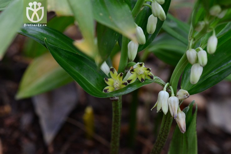 深裂竹根七(disporopsis pernyi) (23).