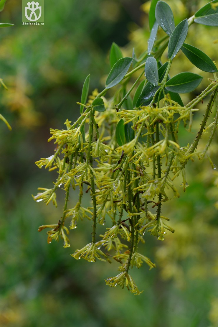 澜沧荛花(wikstroemia delavayi) (6).