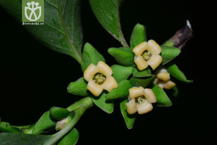 君迁子(diospyros lotus) (2).jpg 相邻时间拍摄的照片      张