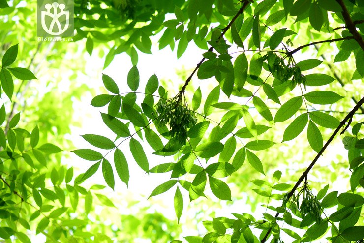 水曲柳(fraxinus mandschurica) (1).jpg 相邻时间拍摄的照片      张