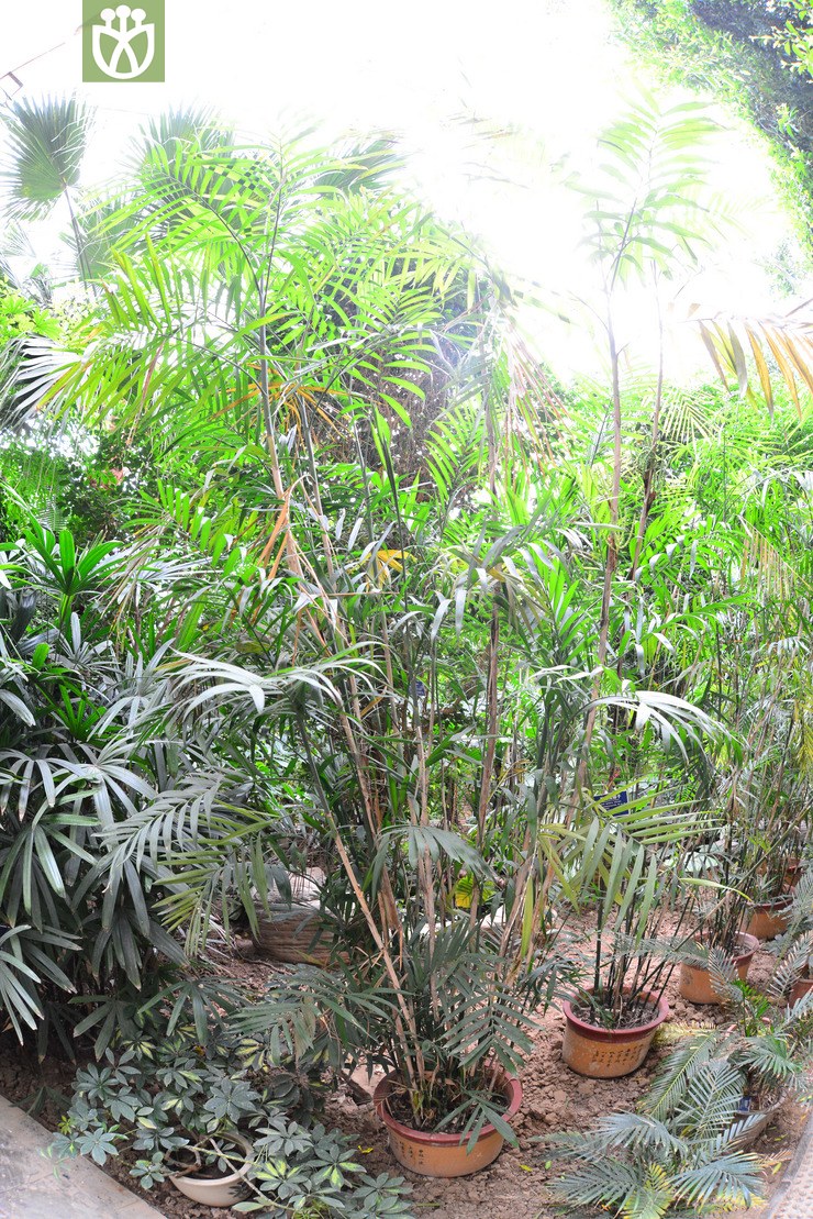 尤卡坦竹节椰(chamaedorea seifrizii) (1).