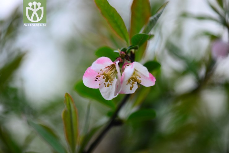 毛叶木瓜(chaenomeles cathayensis) (7).