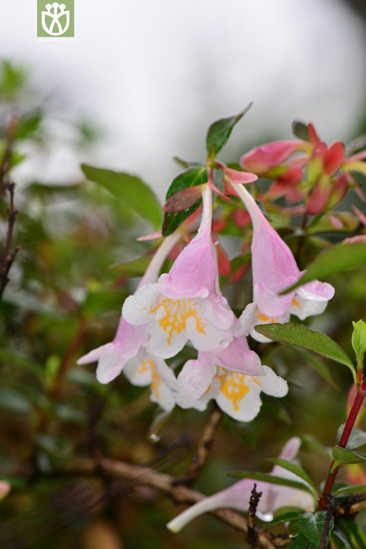 图片信息-kingdonia-植物云数据