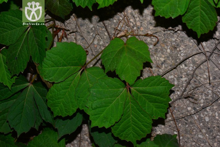 异叶地锦(parthenocissus dalzielii) (5).