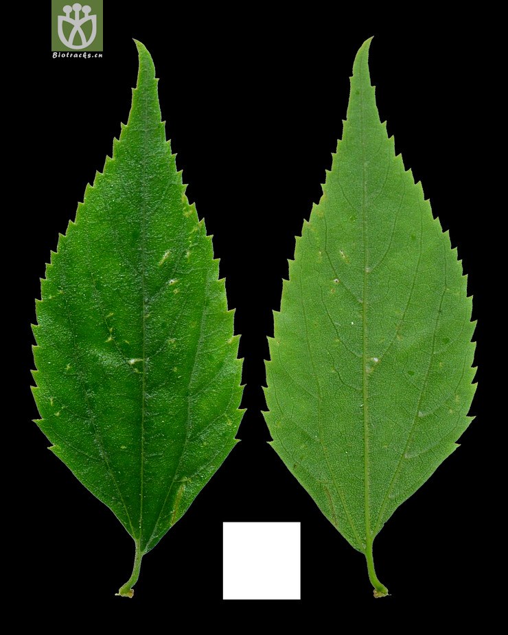 青檀(pteroceltis tatarinowii) (4)jpg 相邻时间拍摄的照片      张