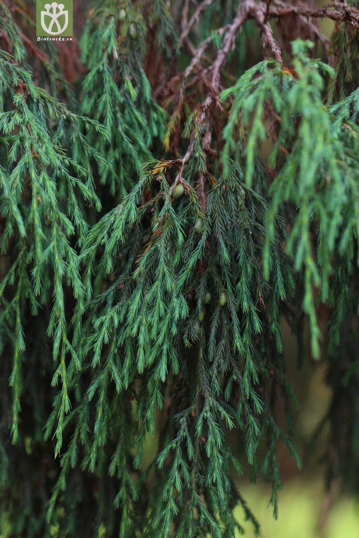 刺柏属(juniperus) (1)jpg 相邻时间拍摄的照片      张