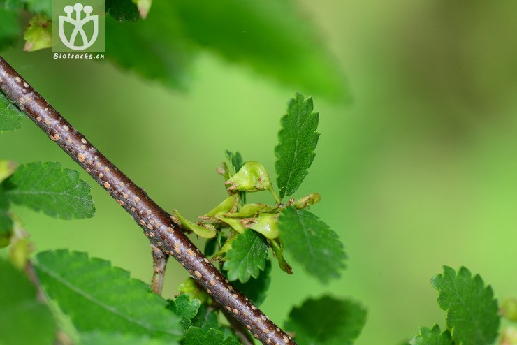 刺榆(hemiptelea davidii) (0).jpg 相邻时间拍摄的照片      张