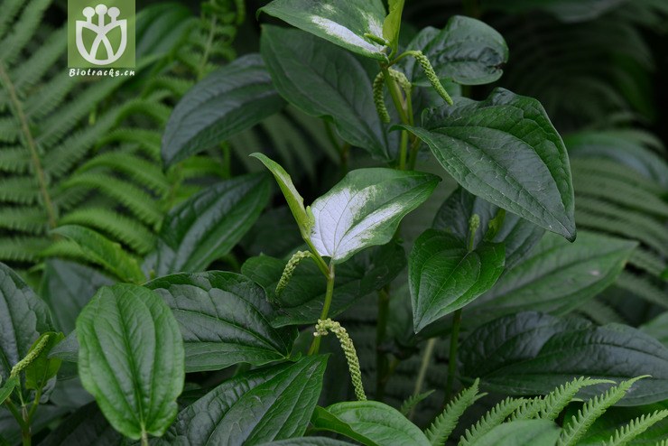 三白草(saururus chinensis) (0).jpg 相邻时间拍摄的照片      张