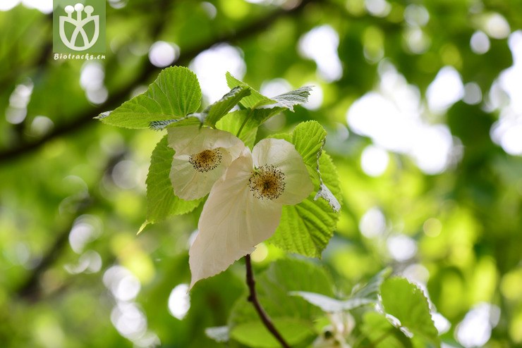 光叶珙桐(davidia involucrata var. vilmoriniana) (25).