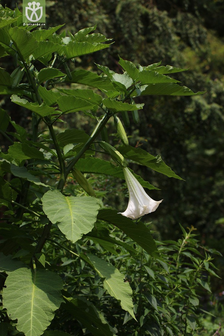 木本曼陀罗(datura arborea) (0).jpg 相邻时间拍摄的照片      张
