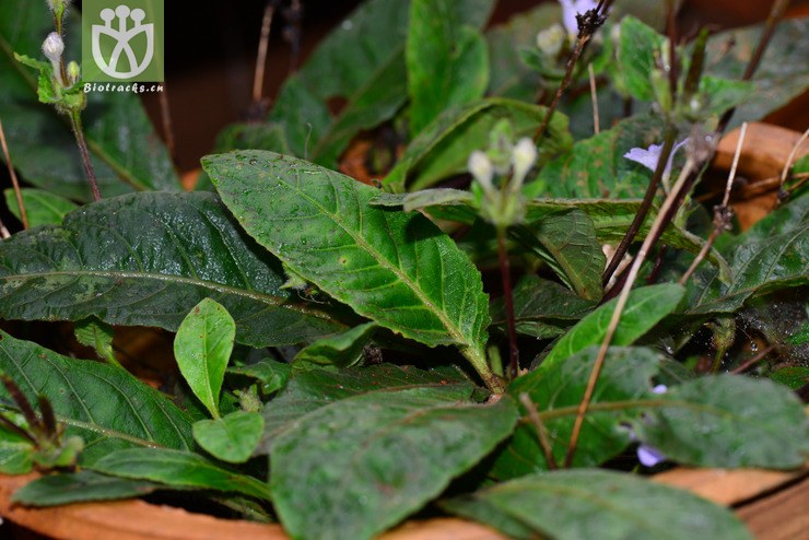 地皮消(pararuellia delavayana) (6).