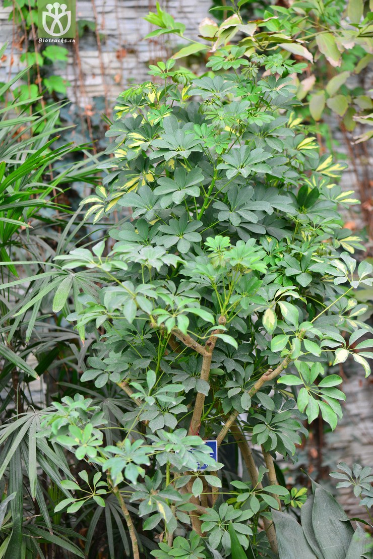 图片信息-kingdonia-植物云数据