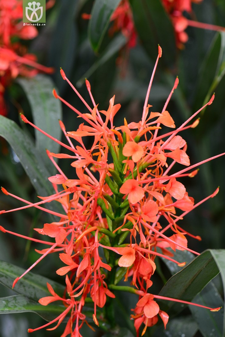 红姜花(hedychium coccineum) (6).jpg 相邻时间拍摄的照片      张