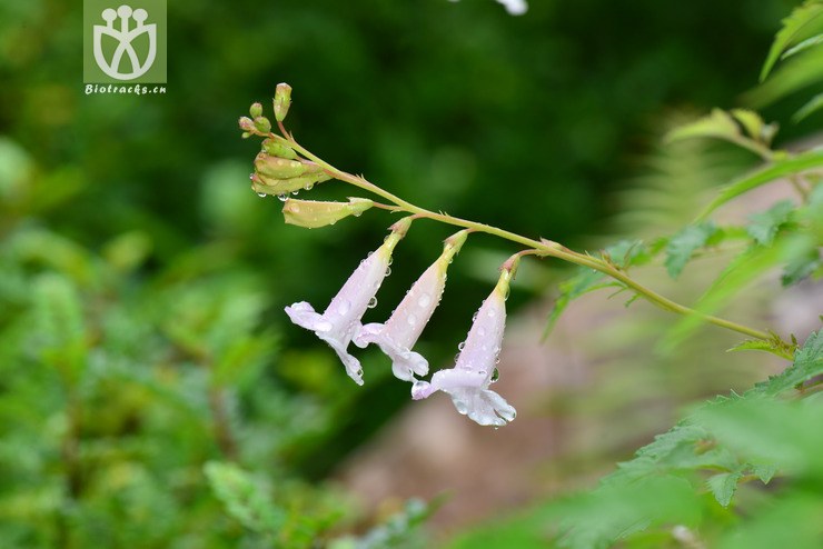 两头毛(incarvillea arguta) (5).jpg 相邻时间拍摄的照片      张