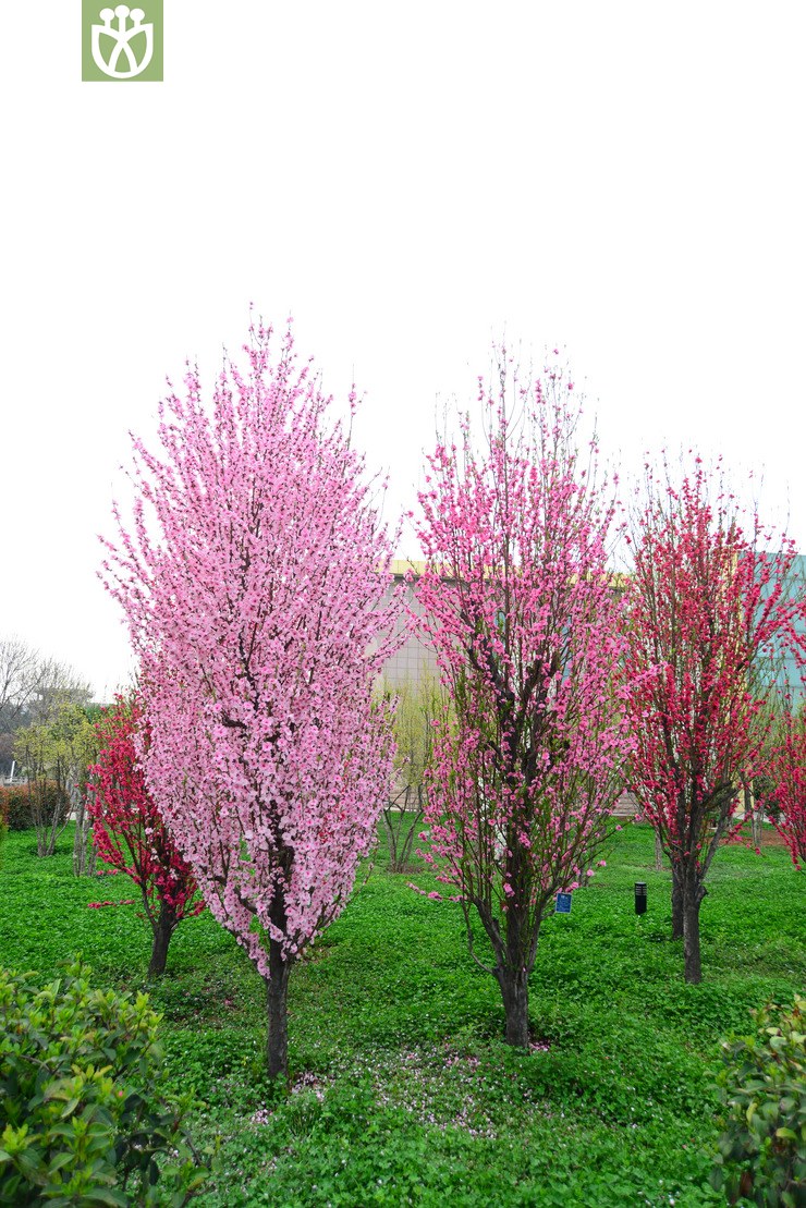 塔型碧桃(prunus persica f. pyramidalis) (5).