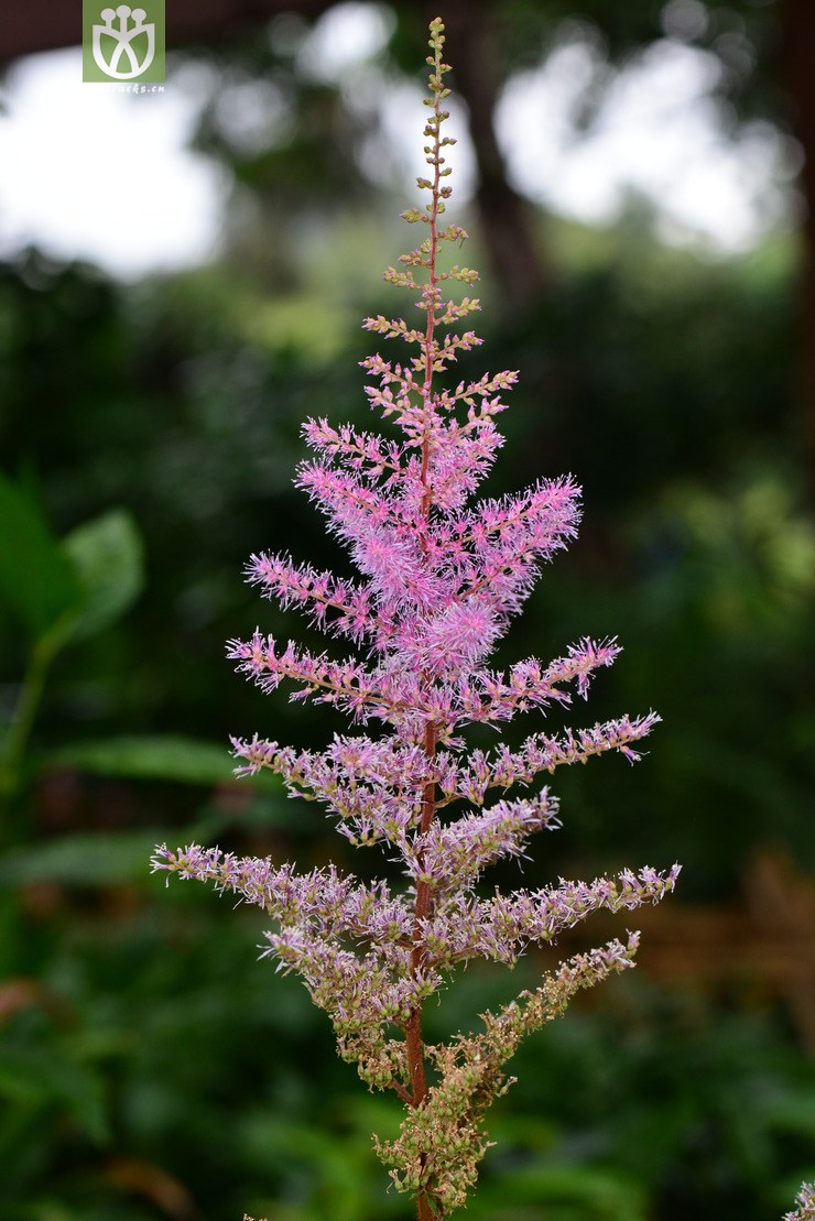 大落新妇(astilbe grandis) (1).jpg 相邻时间拍摄的照片      张