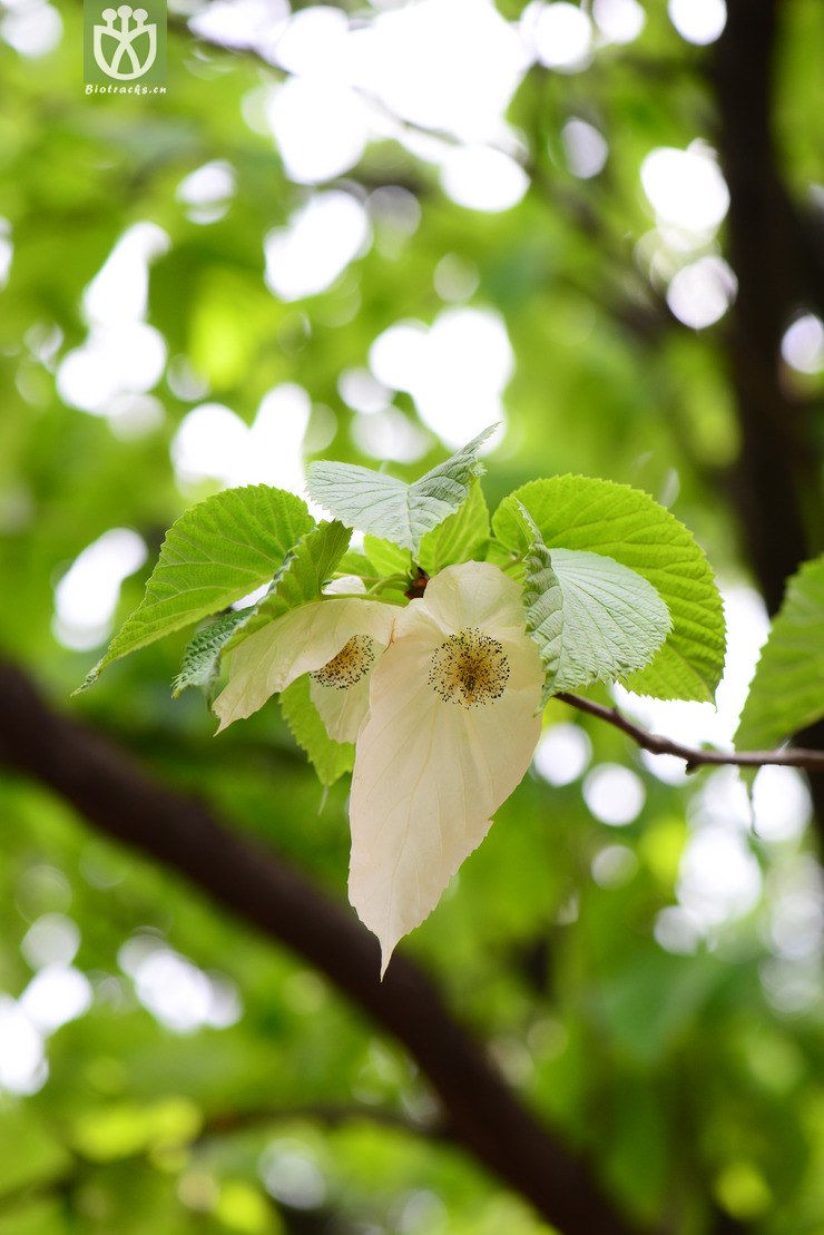 光叶珙桐(davidia involucrata var. vilmoriniana) (27).
