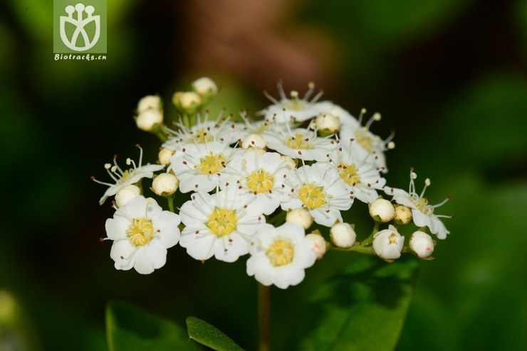 100% 毛果绣线菊(spiraea trichocarpa) (6).