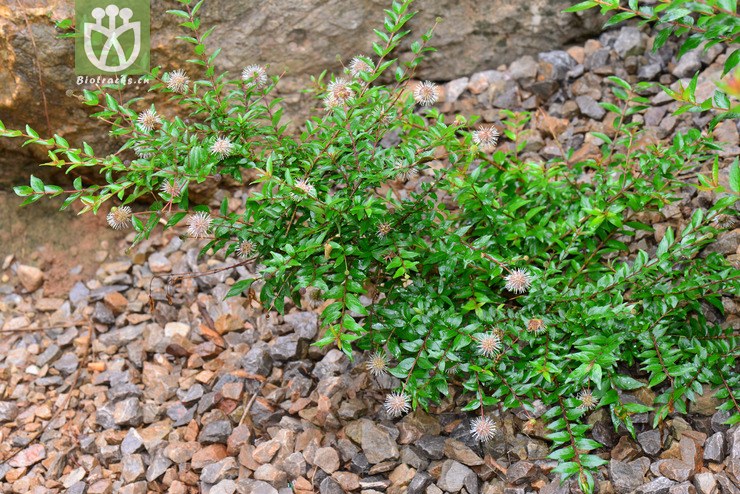 细叶水团花(adina rubella) (7).jpg 相邻时间拍摄的照片      张