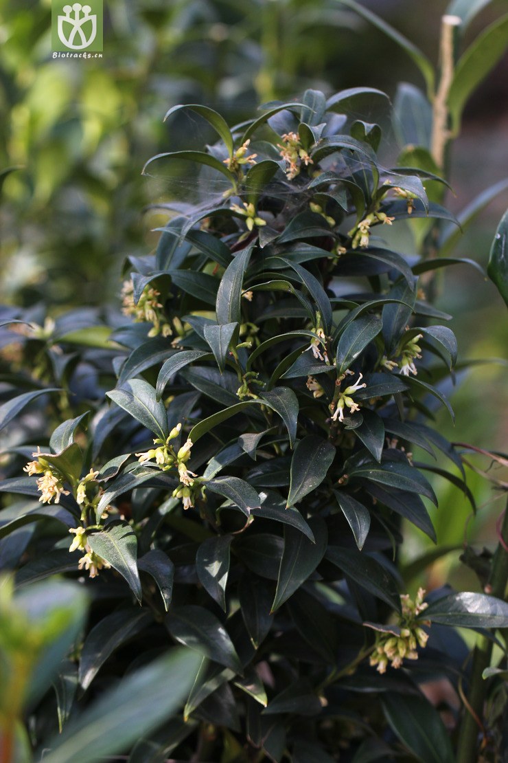 野扇花(sarcococca ruscifolia) (2).jpg 相邻时间拍摄的照片      张