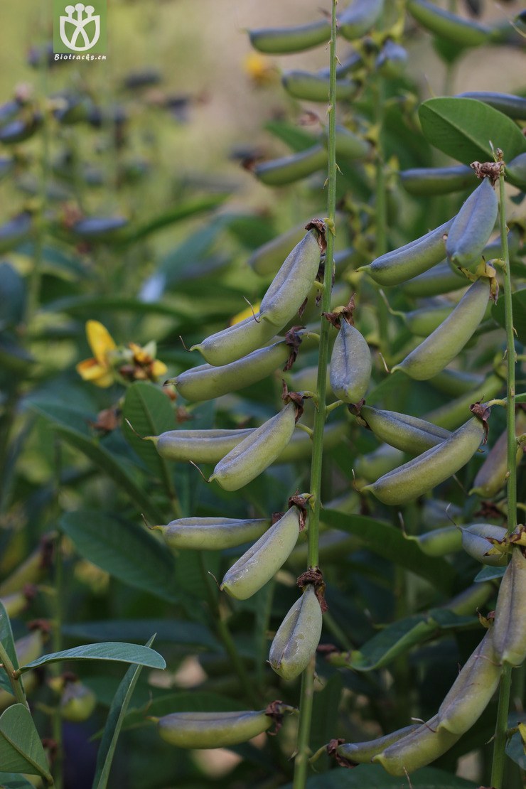 图片信息-kingdonia-植物云数据
