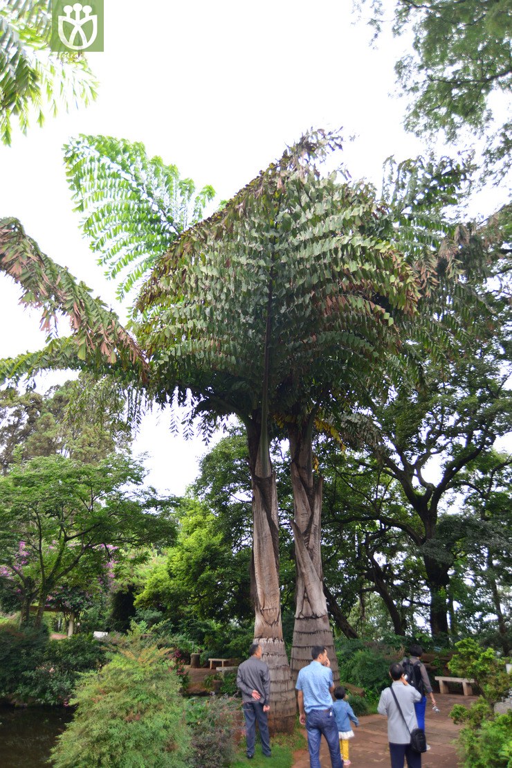 图片信息-kingdonia-植物云数据