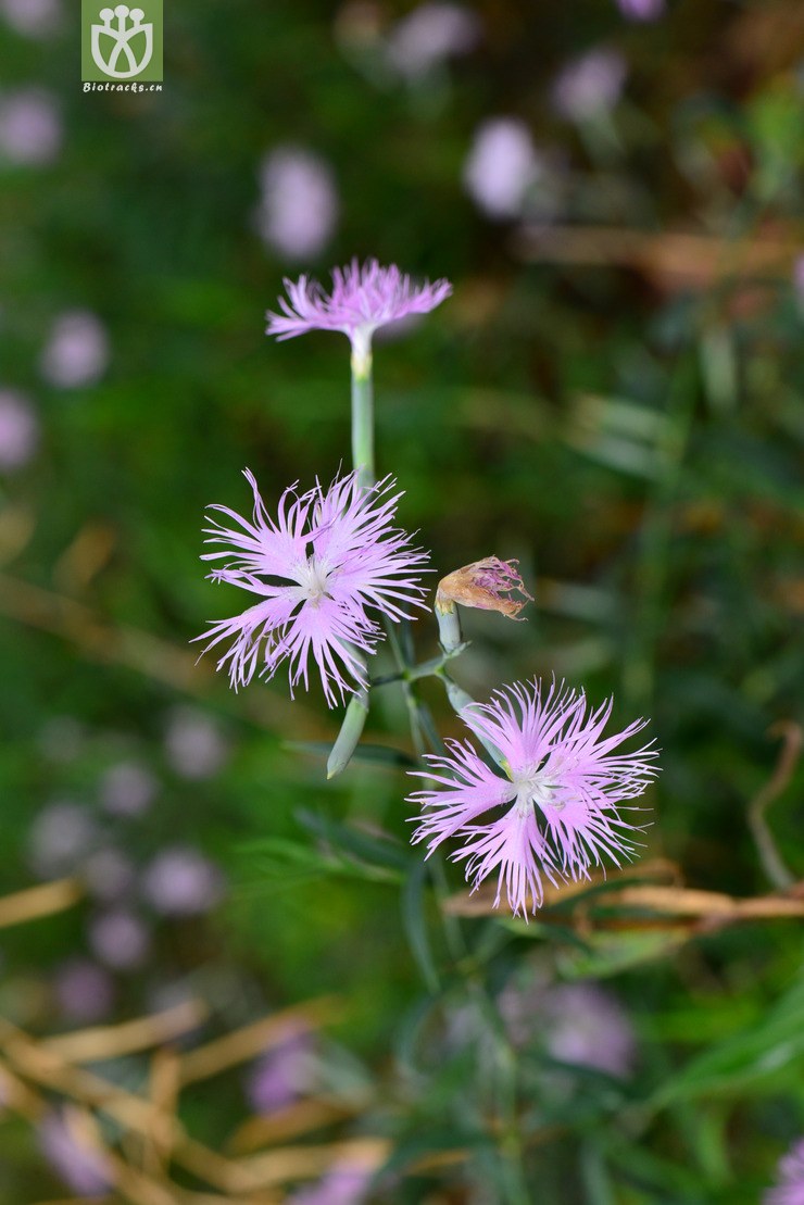 瞿麦(dianthus superbus) (1).jpg 相邻时间拍摄的照片      张