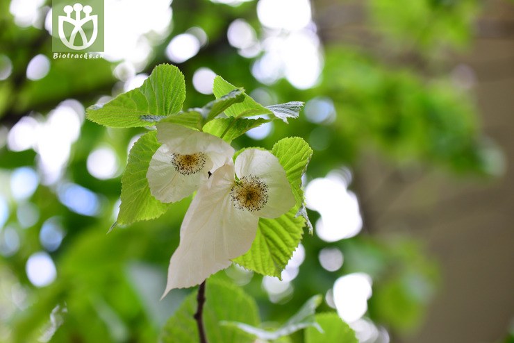 光叶珙桐(davidia involucrata var. vilmoriniana) (18).